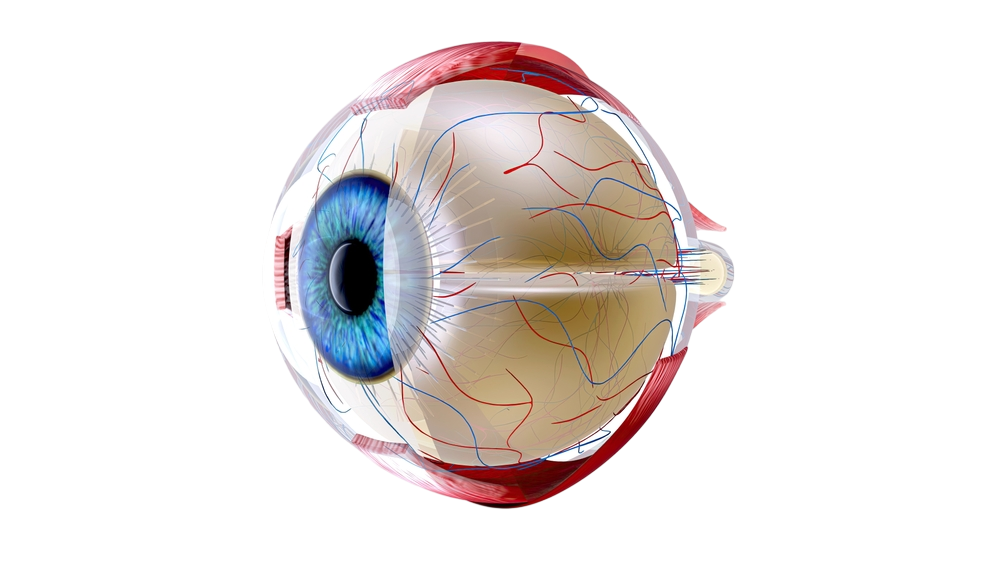 Anatomie de l’oeil — illustration